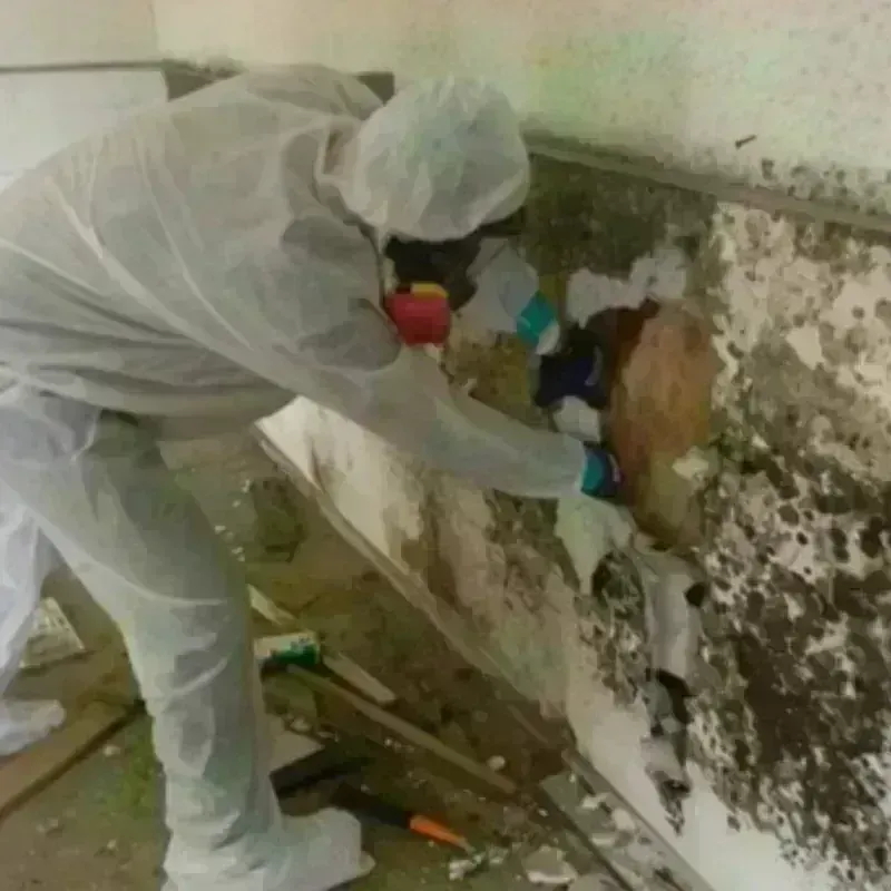 Mold Remediation and Removal in Middleport, NY